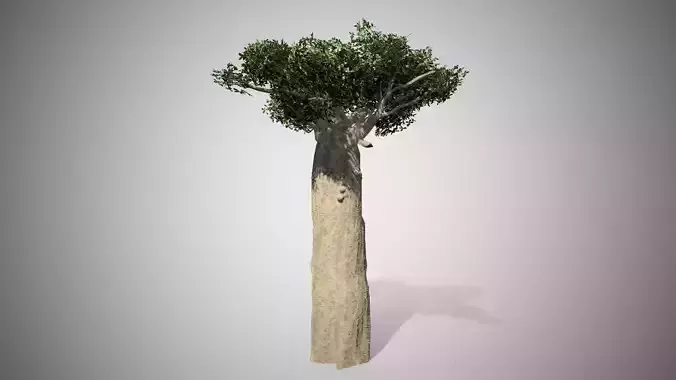 Madagascar Baobab Tree Low-poly 3D model
