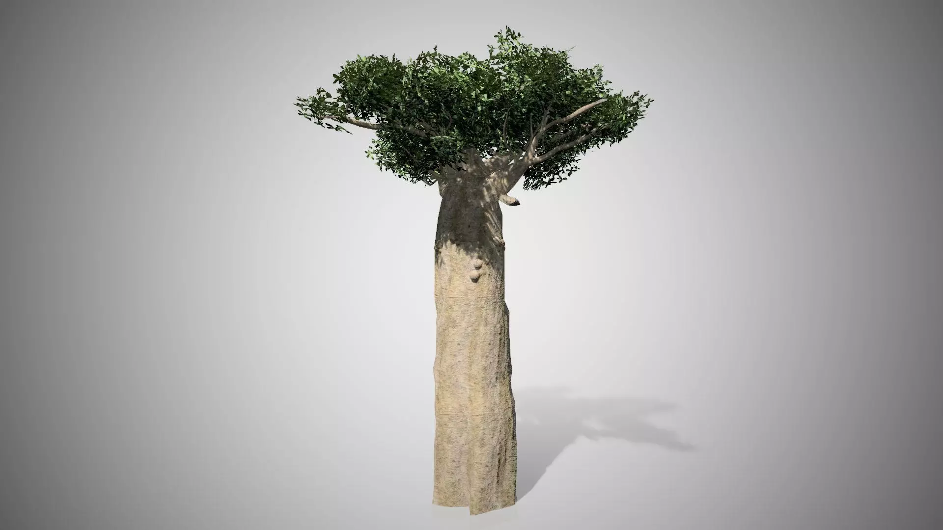 Madagascar Baobab Tree Low-poly 3D model_0