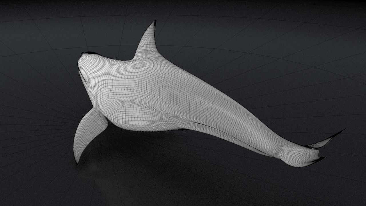 Bottlenose Dolphin 3D Printable Model 3D print model_7