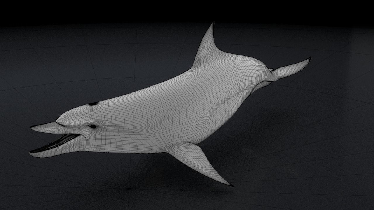 Bottlenose Dolphin 3D Printable Model 3D print model_8