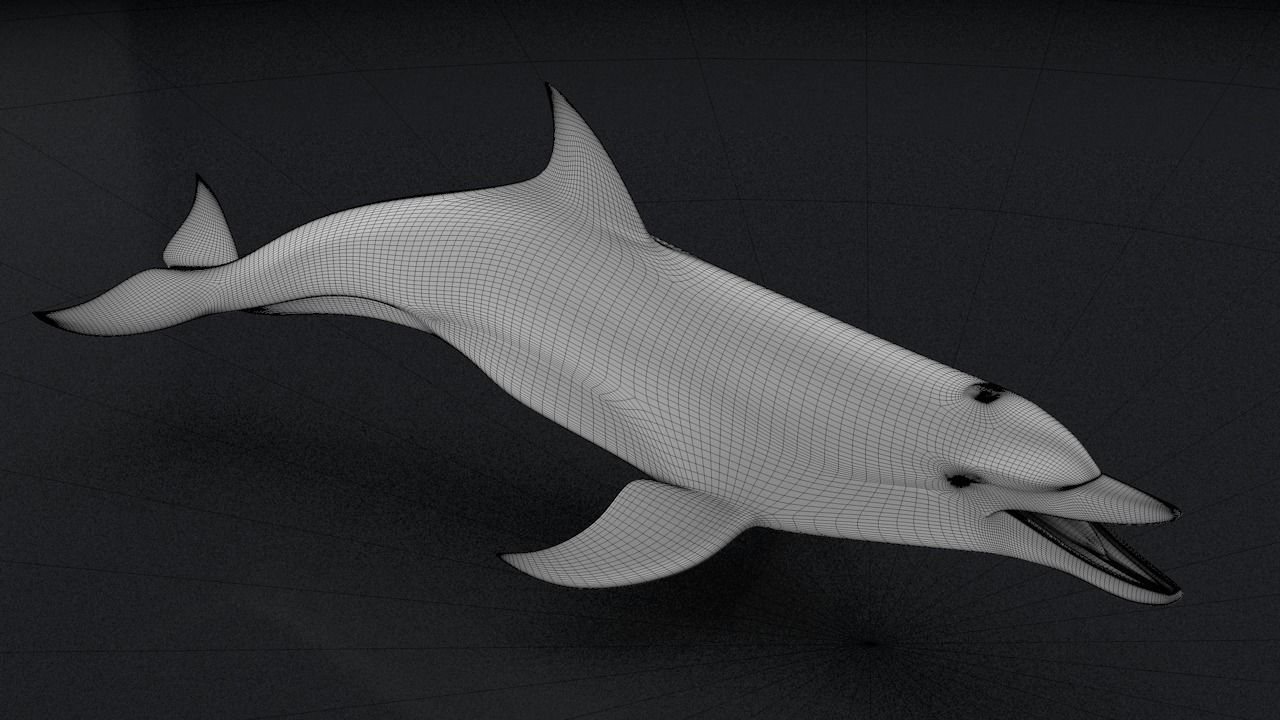 Bottlenose Dolphin 3D Printable Model 3D print model_3