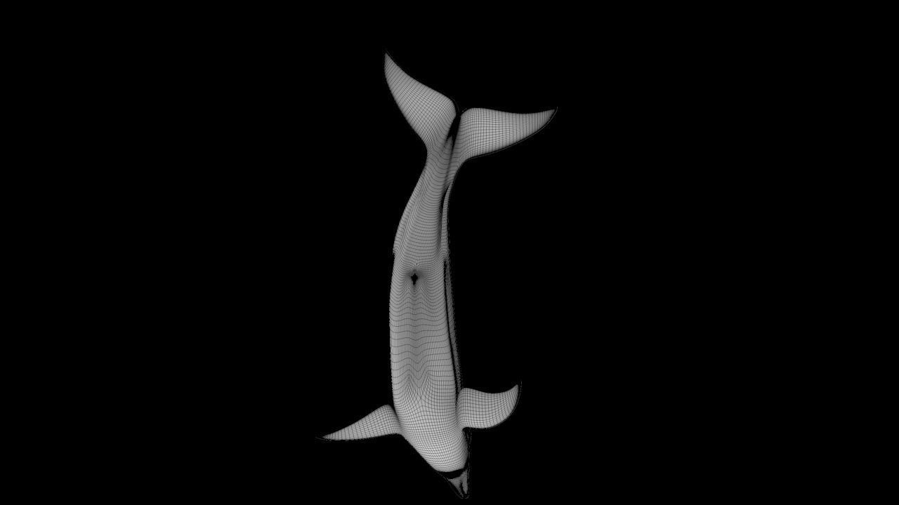 Bottlenose Dolphin 3D Printable Model 3D print model_6