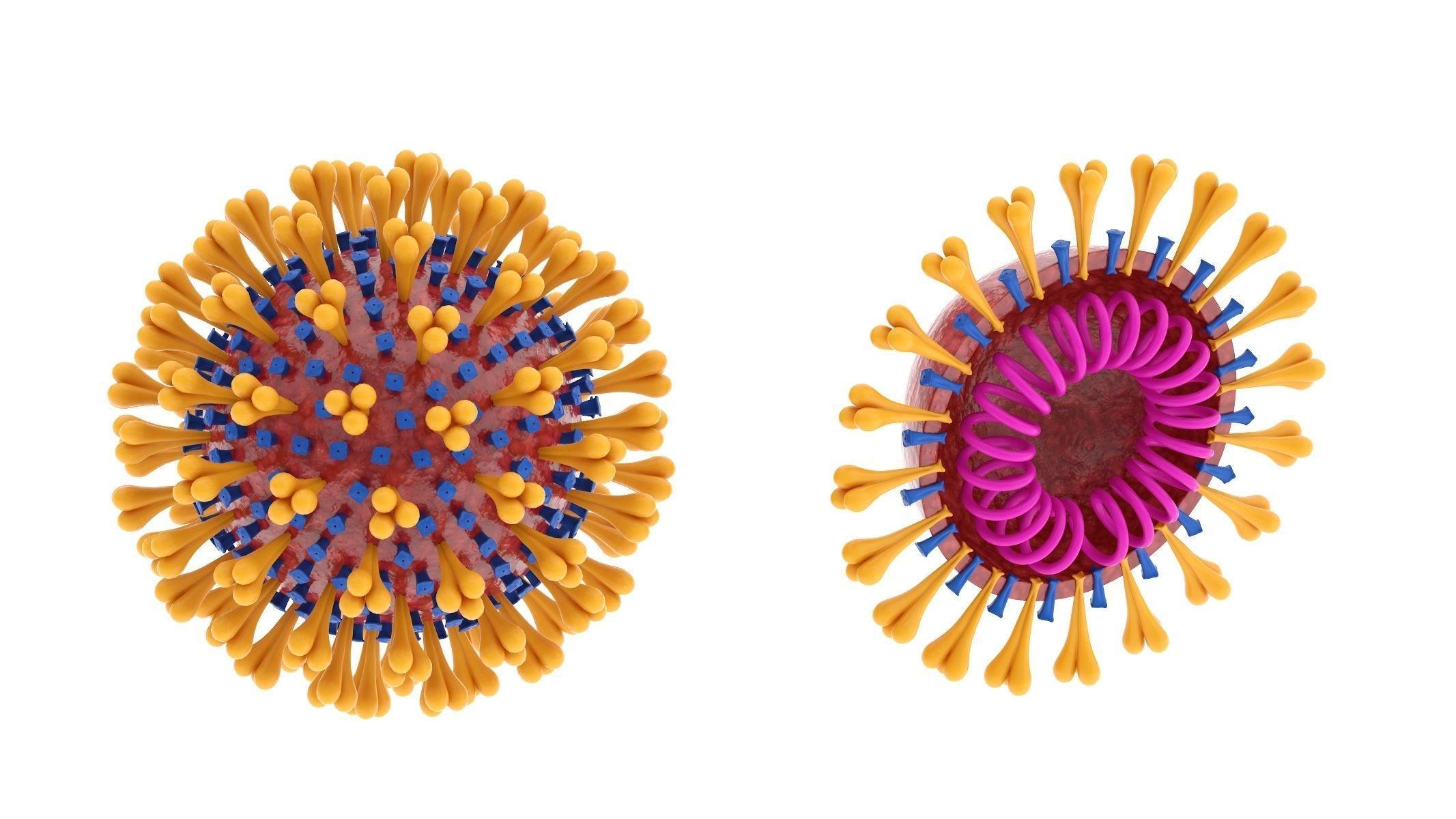 Anti-Corona Virus Collection 3D model_2