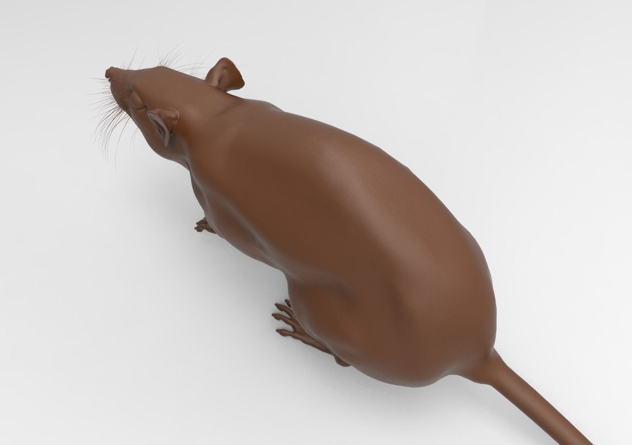LABRAT rat 3D print model_6