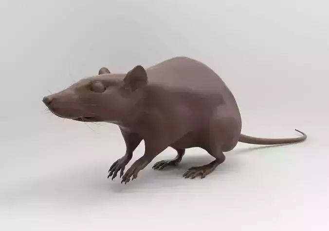 LABRAT rat