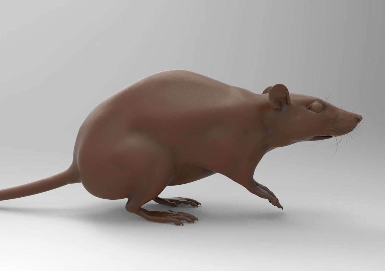 LABRAT rat 3D print model_3