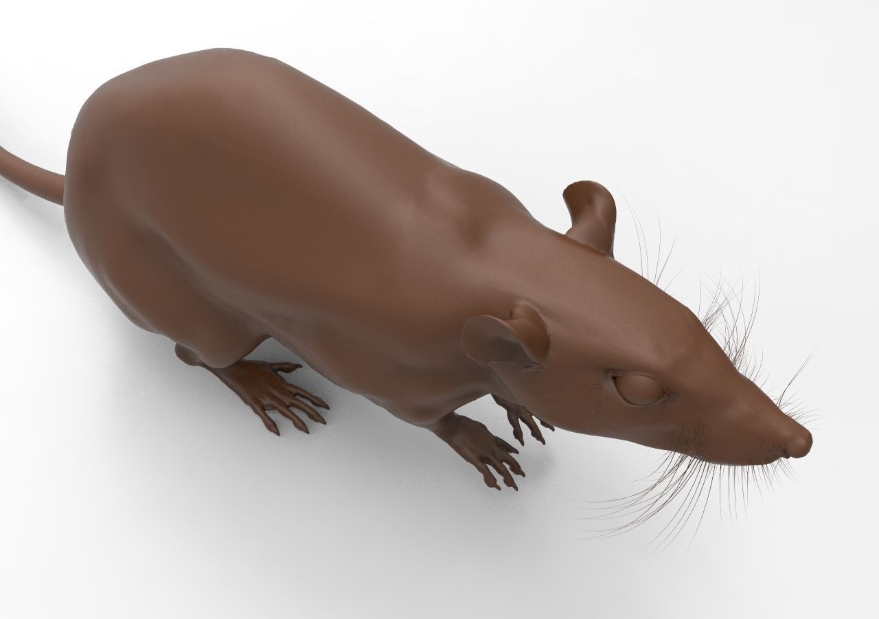LABRAT rat 3D print model_7