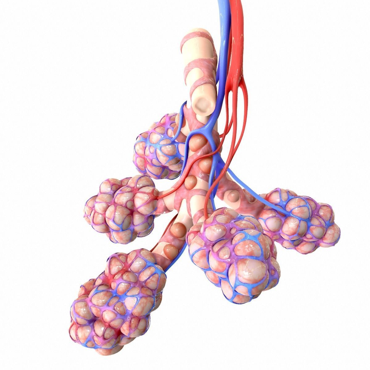 Realistic Human Bronchi Alveoli Anatomy 3D model_6