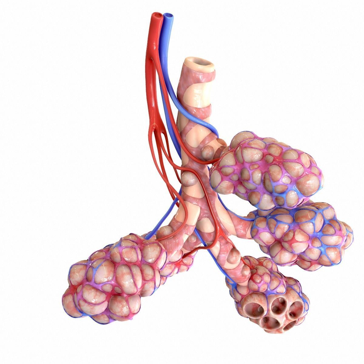 Realistic Human Bronchi Alveoli Anatomy 3D model_1