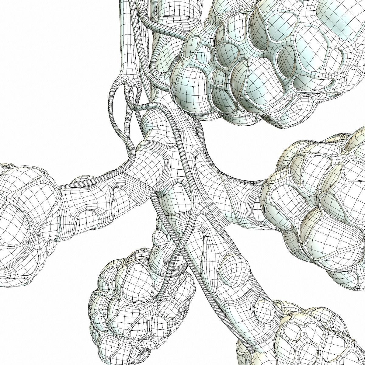 Realistic Human Bronchi Alveoli Anatomy 3D model_15