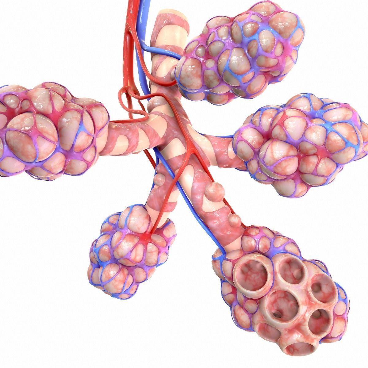 Realistic Human Bronchi Alveoli Anatomy 3D model_7