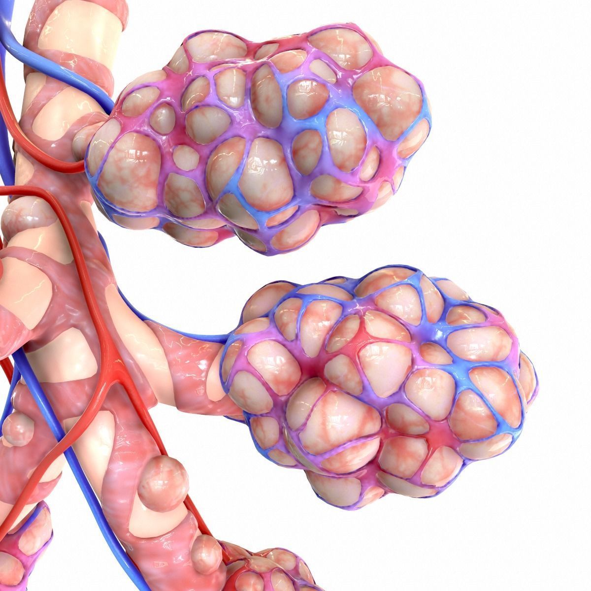 Realistic Human Bronchi Alveoli Anatomy 3D model_11