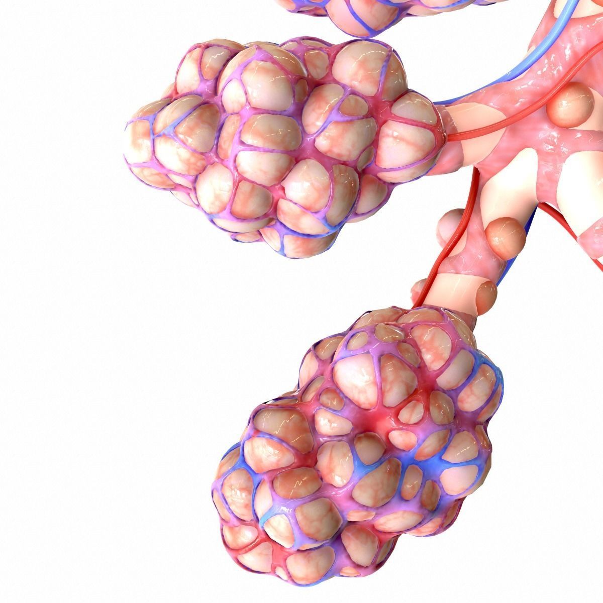 Realistic Human Bronchi Alveoli Anatomy 3D model_12
