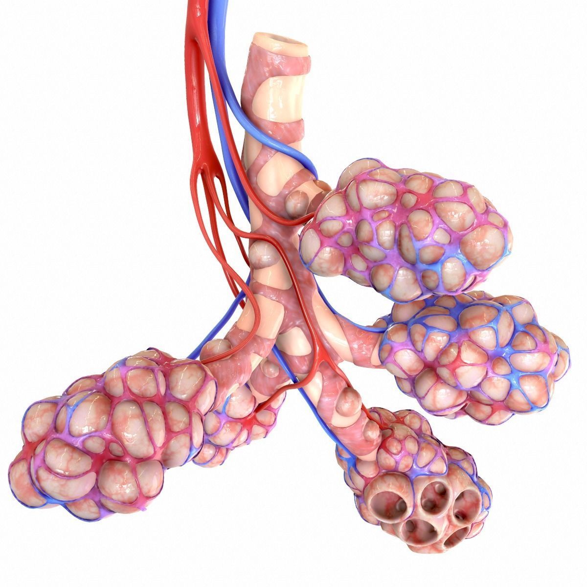 Realistic Human Bronchi Alveoli Anatomy 3D model_4