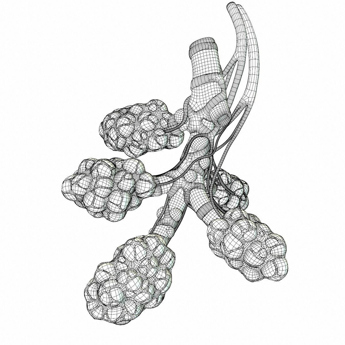 Realistic Human Bronchi Alveoli Anatomy 3D model_16