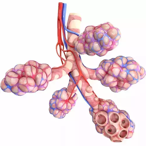 Realistic Human Bronchi Alveoli Anatomy 3D model