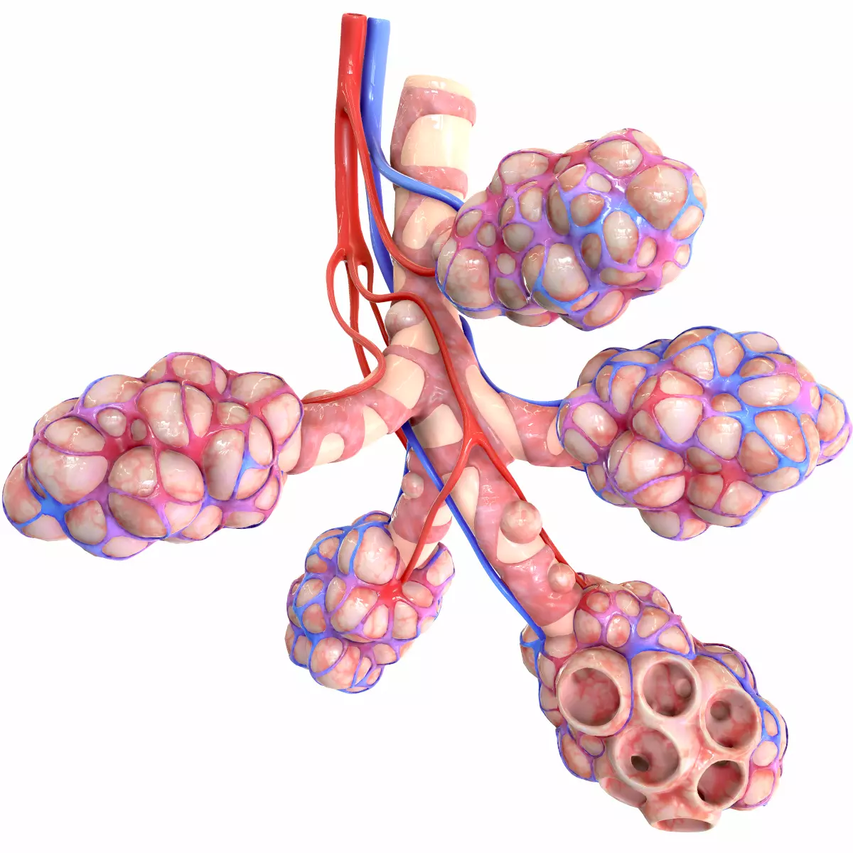 Realistic Human Bronchi Alveoli Anatomy 3D model_0