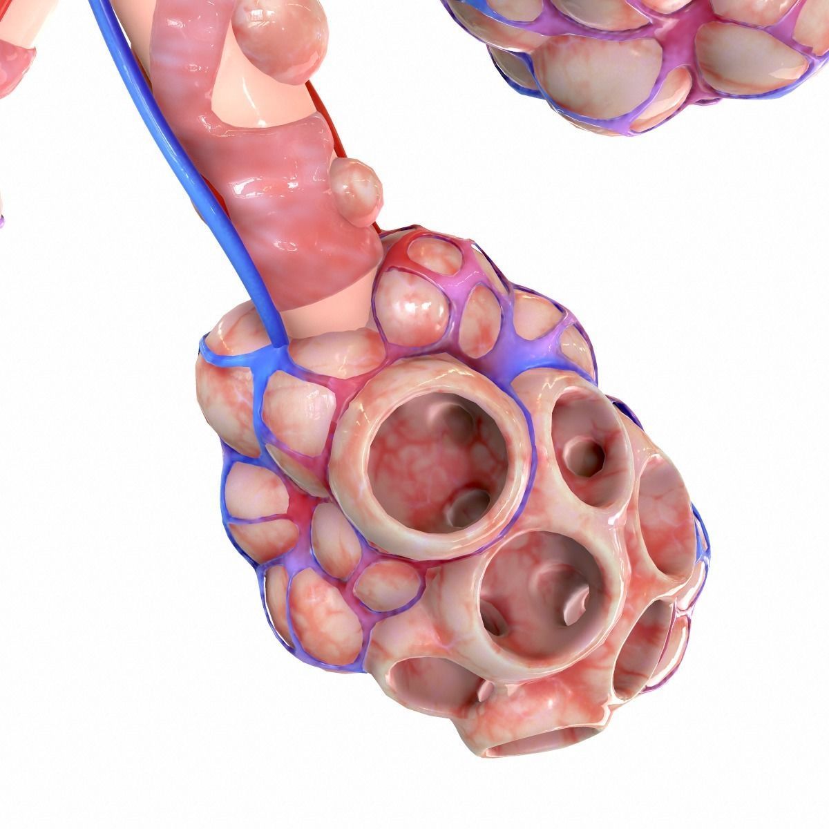 Realistic Human Bronchi Alveoli Anatomy 3D model_8