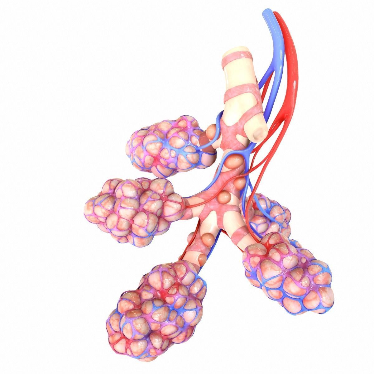 Realistic Human Bronchi Alveoli Anatomy 3D model_3