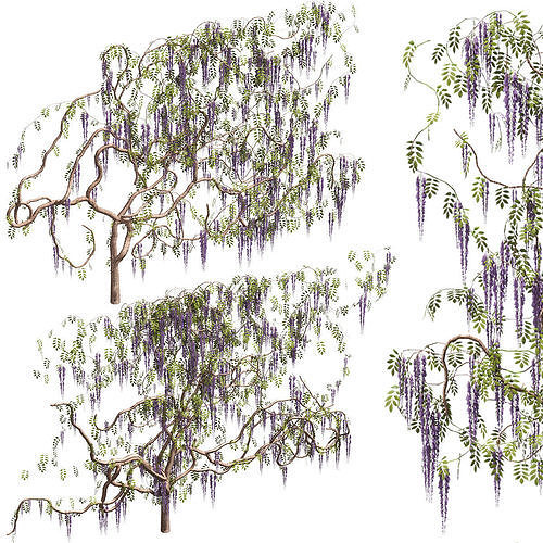 Wisteria for walls 3D model