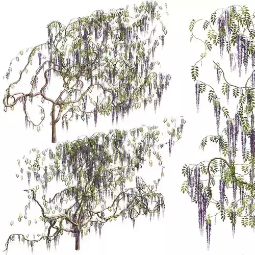 Wisteria for walls 3D model