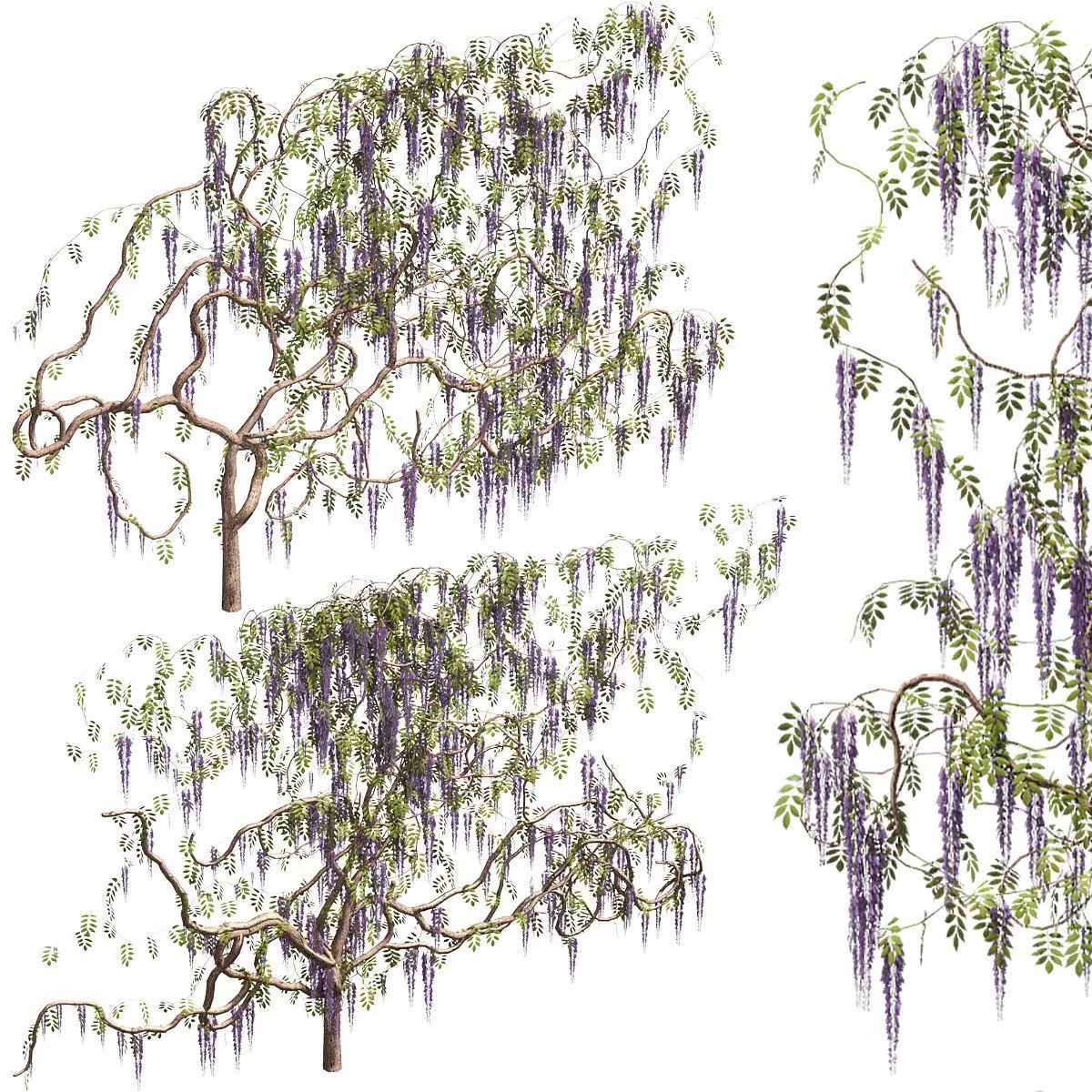Wisteria for walls 3D model_0