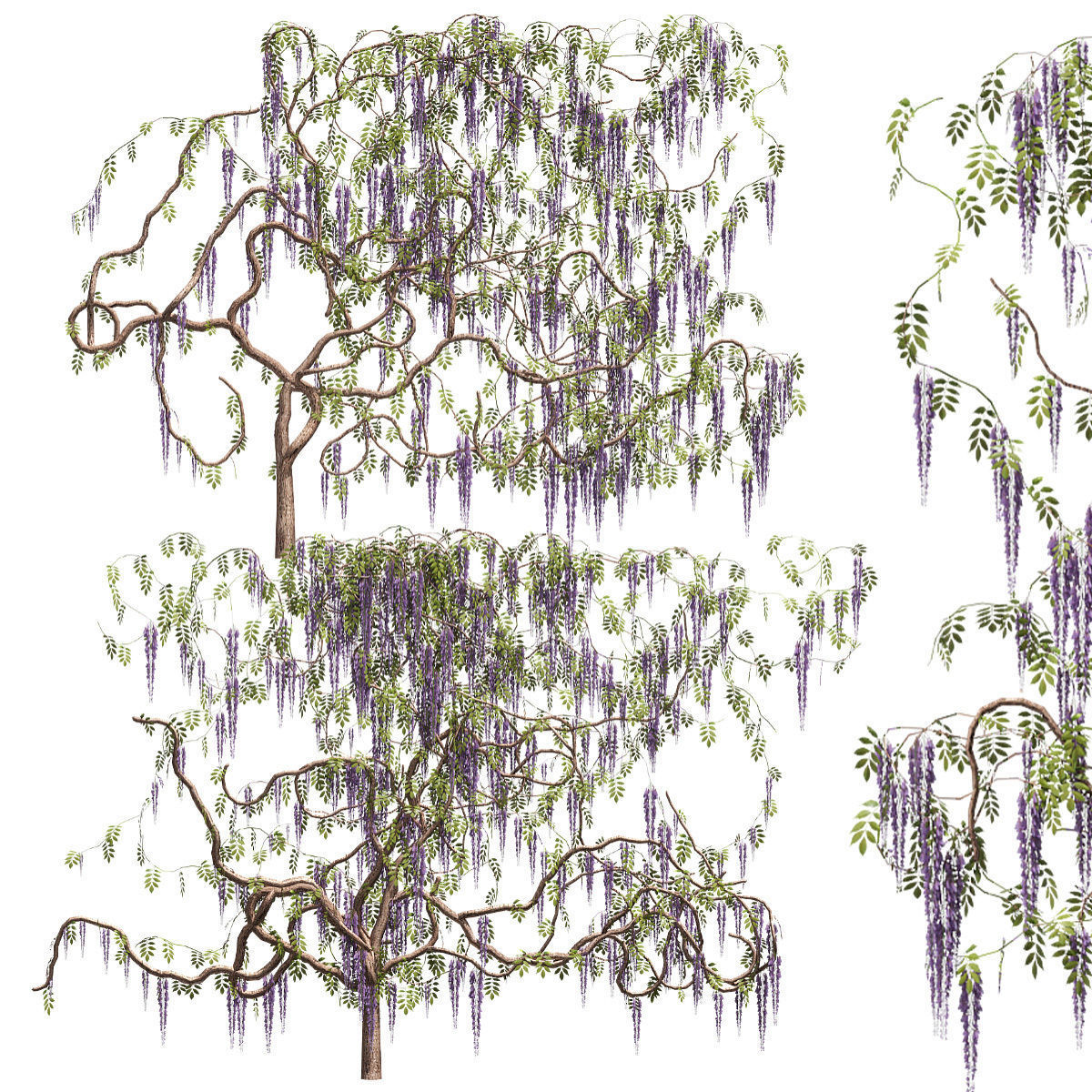 Wisteria for walls 3D model_1
