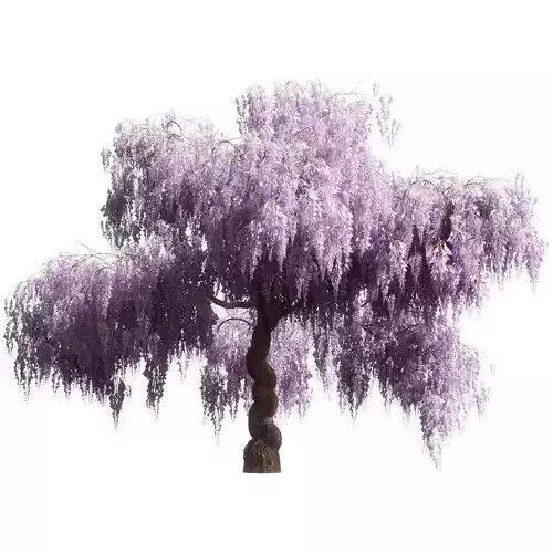 Flowering wisteria tree 3D model