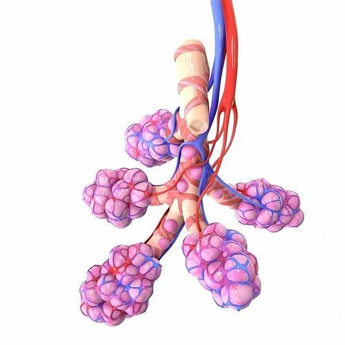 Realistic Human Bronchi Alveoli Anatomy Low-poly 3D model