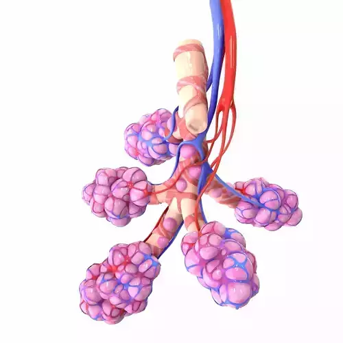 Realistic Human Bronchi Alveoli Anatomy Low-poly 3D model