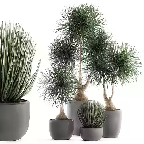 Beaucarnea recurvata in a flowerpot for interior design 540 3D model