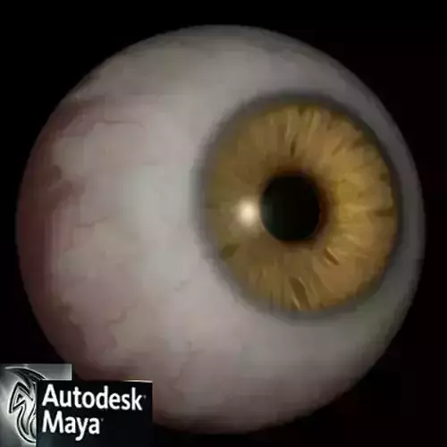 Realistic eyeball eye with iris 3D model