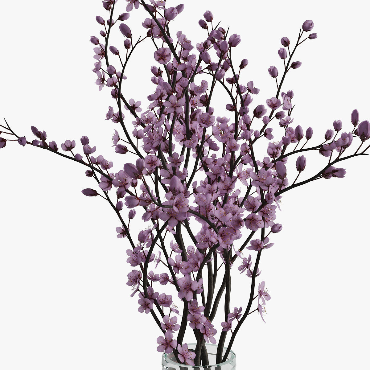 Plum blossom 3D model_13
