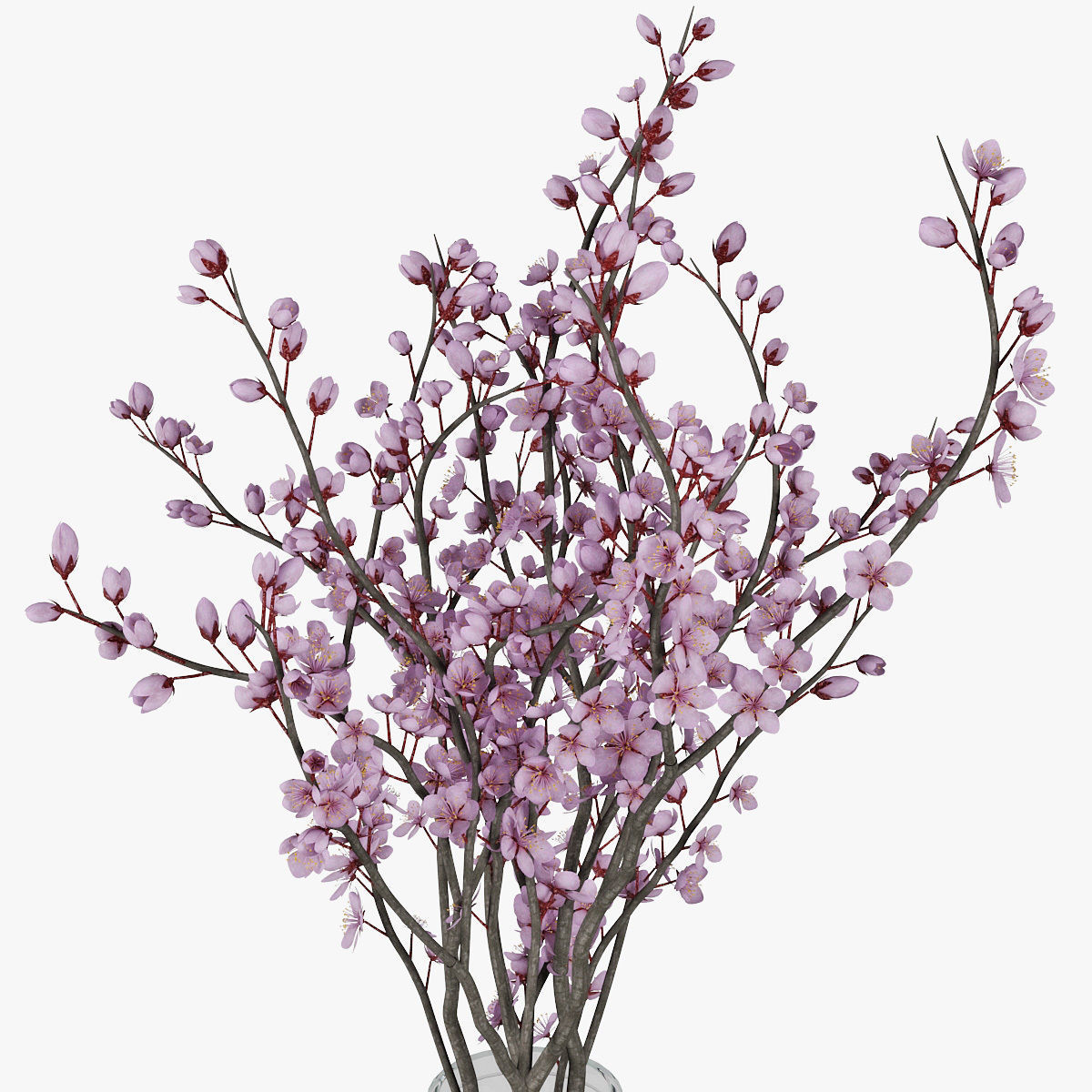 Plum blossom 3D model_10