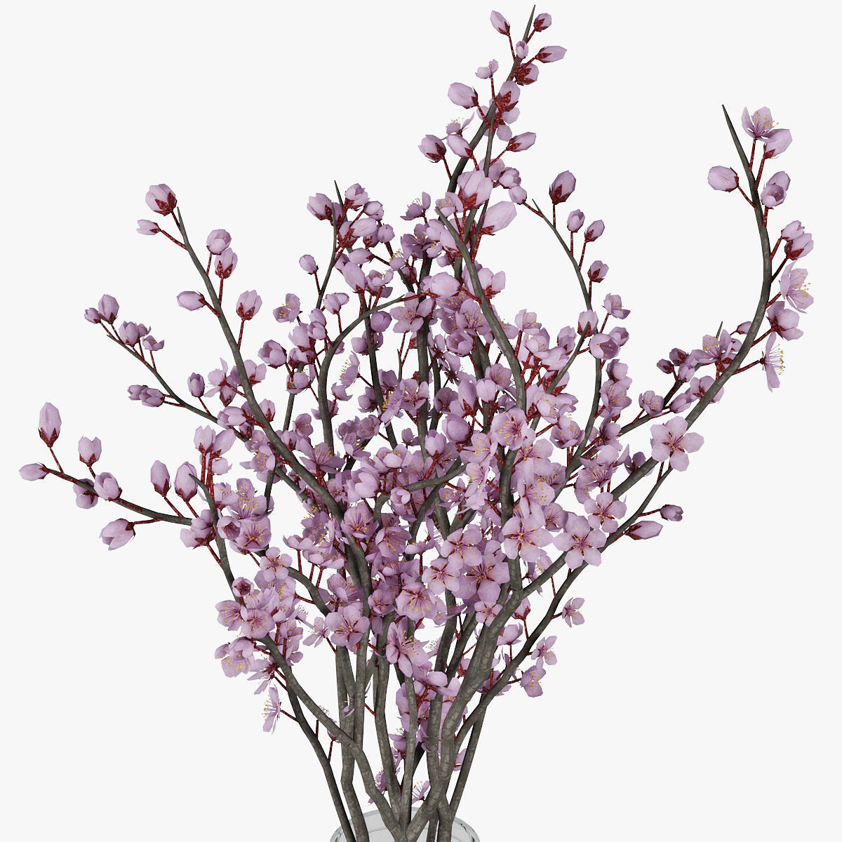 Plum blossom 3D model_8