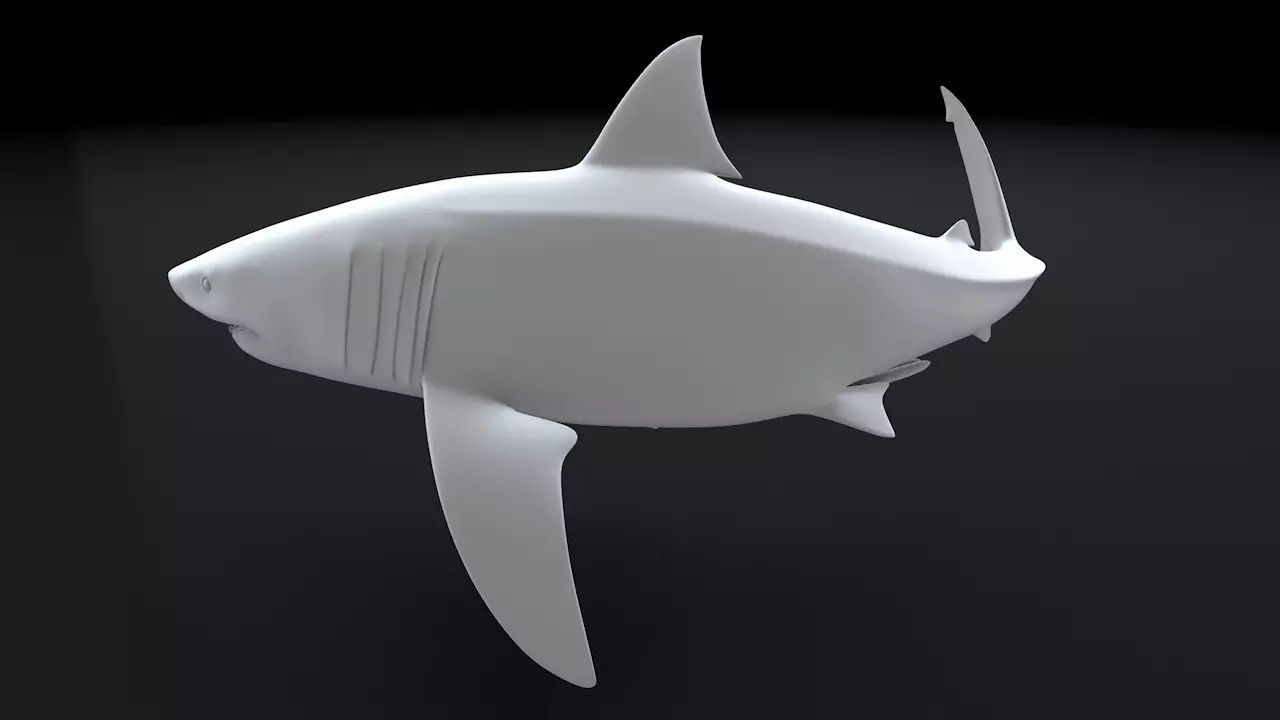 Great White Turn 3D Printable Model 3D print model_0