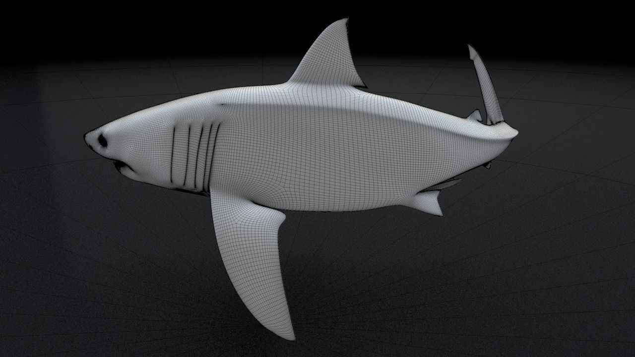 Great White Turn 3D Printable Model 3D print model_25