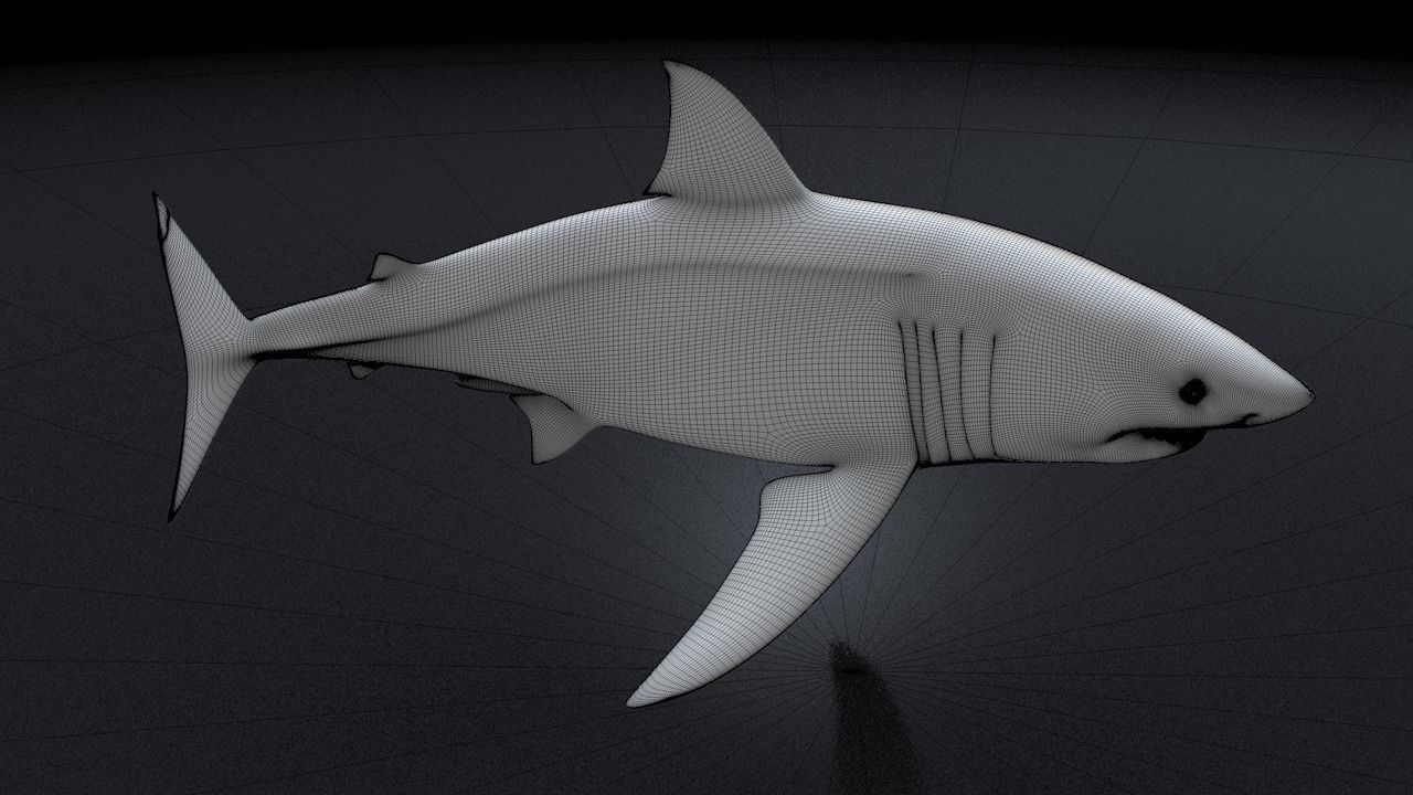 Great White Turn 3D Printable Model 3D print model_21