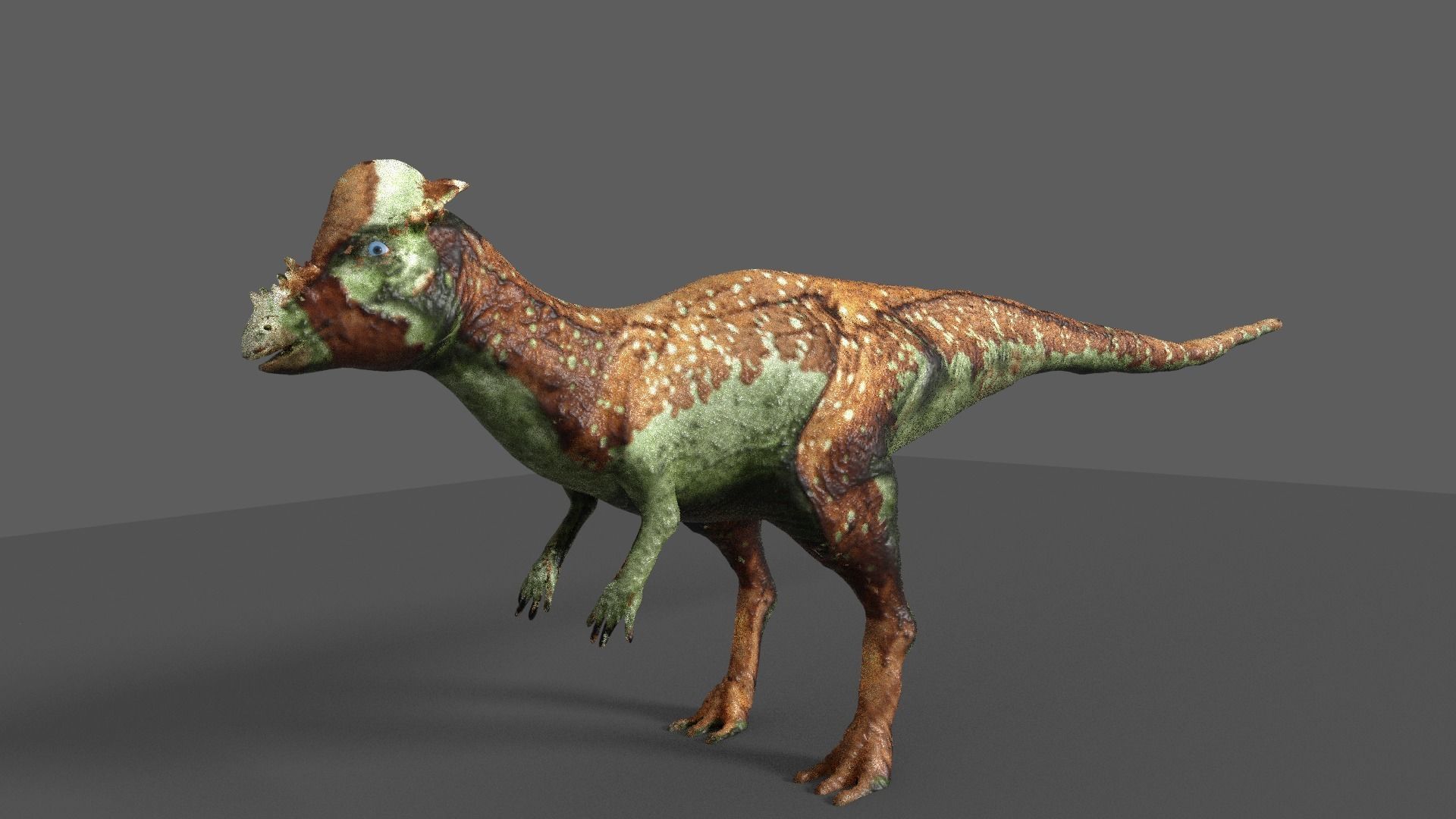 pachycephalosaurus dinosaur 3D model_2