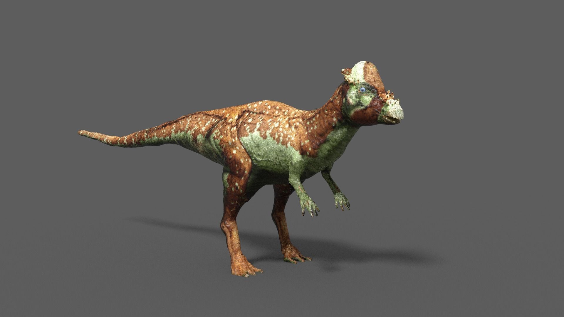 pachycephalosaurus dinosaur 3D model_4