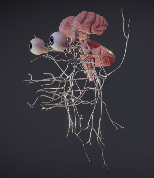Cranial Nerves and Brain Stem Low-poly 3D model_21