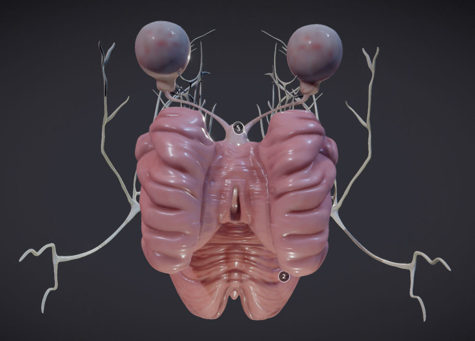 Cranial Nerves and Brain Stem Low-poly 3D model_4