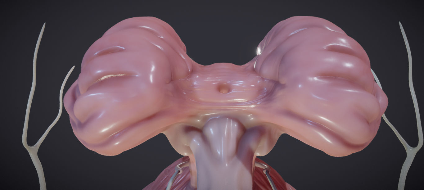 Cranial Nerves and Brain Stem Low-poly 3D model_10