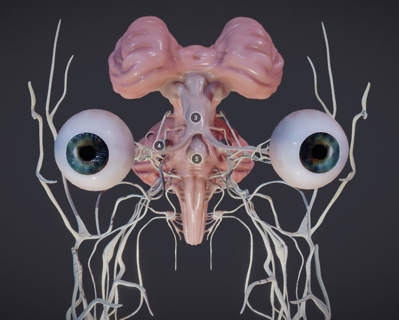 Cranial Nerves and Brain Stem Low-poly 3D model_1