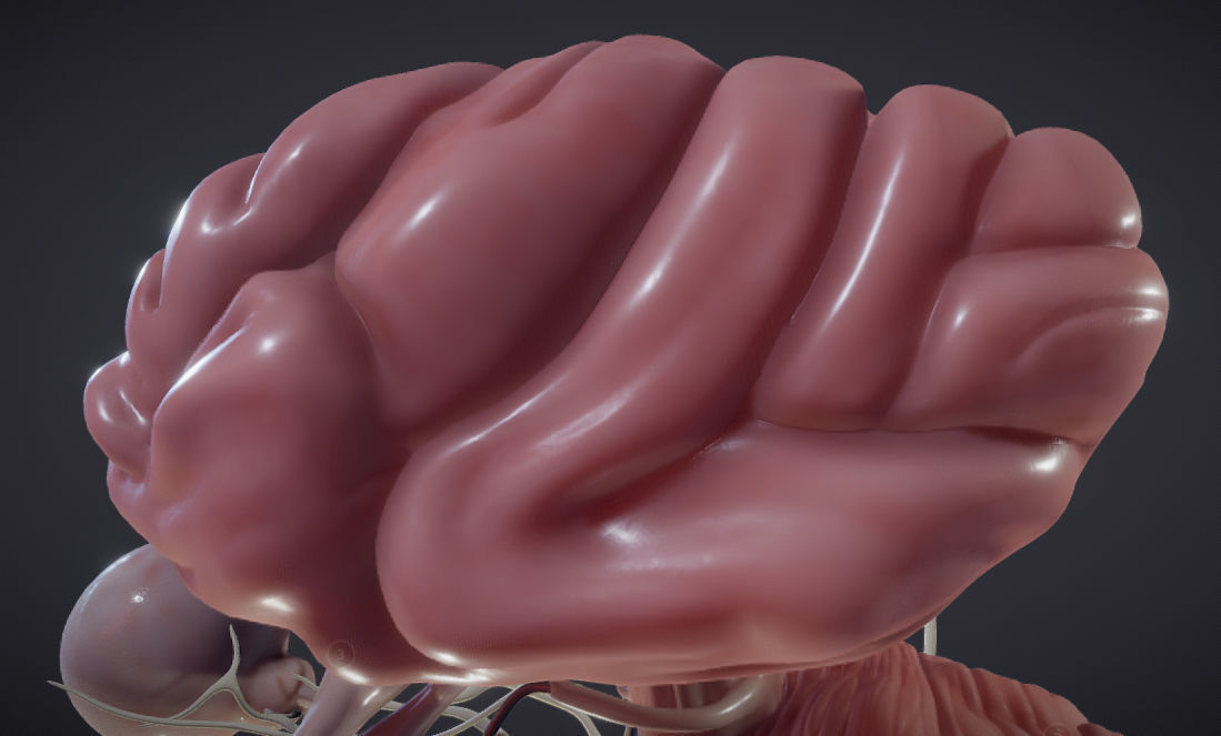 Cranial Nerves and Brain Stem Low-poly 3D model_12