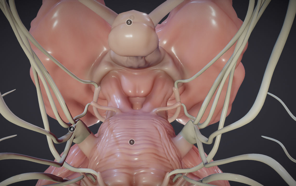 Cranial Nerves and Brain Stem Low-poly 3D model_15