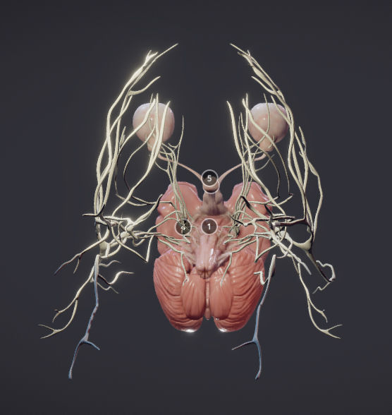 Cranial Nerves and Brain Stem Low-poly 3D model_26