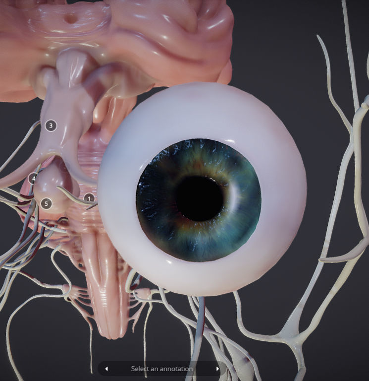 Cranial Nerves and Brain Stem Low-poly 3D model_13