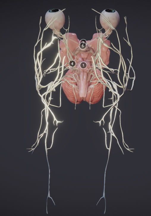 Cranial Nerves and Brain Stem Low-poly 3D model_11