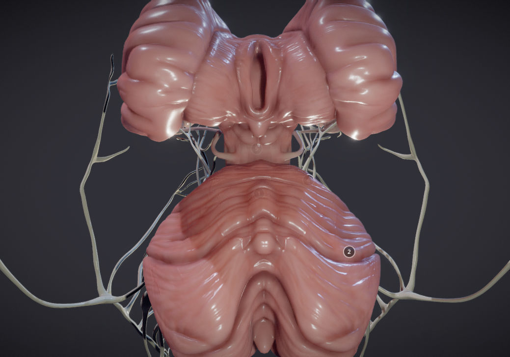 Cranial Nerves and Brain Stem Low-poly 3D model_5